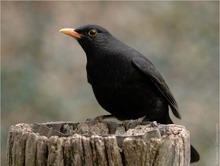 Amsel