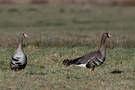 Blässgänse (Anser albifrons)