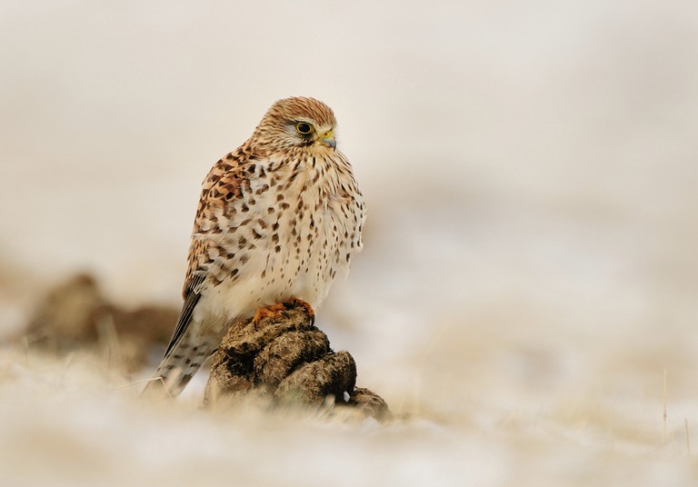 Ein Häuflein Turmfalke