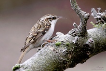 Waldbaumläufer (Certhia familiaris)