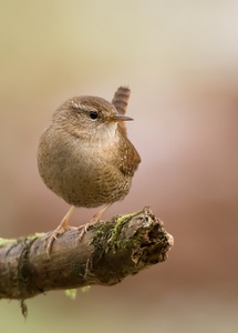 Kleiner König