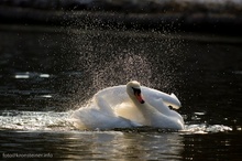 Schwan im Gegenlicht