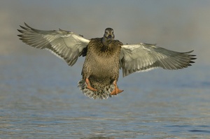 Stockente im Landeanflug.