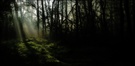 Morgenstimmung im Katinger Wald