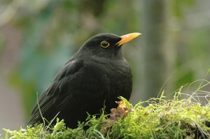 Amsel statt Turmfalke