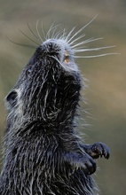 Nutria