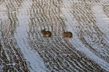 Feldhasen (Lepus europaeus) im Mittelpunkt