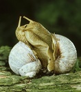 Make love...