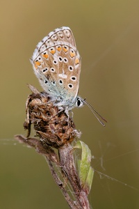 Himmelblauer Bläuling - weiblich (Polyommatus bellargus)
