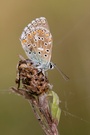 Himmelblauer Bläuling - weiblich (Polyommatus bellargus)