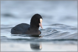 zufrieden... Blässralle *Fulica atra*