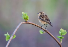 Braunkehlchen