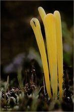 Heidekeule 3   (Clavaria argillacea)