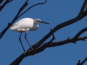 Seidenreiher mal auf dem Baum (Egretta Garzetta)