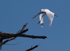 Ich bin dann 'mal weg... Seidenreiher auf dem Baum (2)