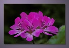 Geranium