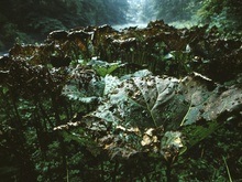 Pestwurz"wald" im Triebtal ...