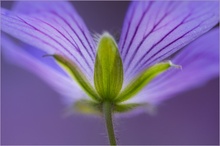 Geranium renardii
