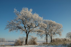 Wintermorgen im Münsterland