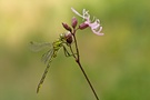 Kuckucks-Lichtnelke (Lychnis flos-cuculi) und . . .