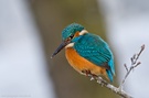 Der Januar war selbst für den Eisvogel zu kalt