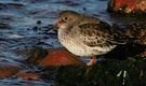 Meerstrandläufer