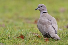 Türkentaube (Streptopelia decaocto)