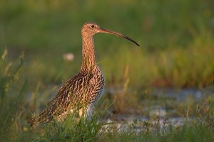 Brachvogel in der Feuchtwiese