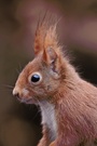 Eichhörnchenporträt (Sciurus vulgaris)
