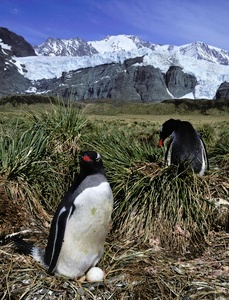 Eselspinguine - Gold Harbour