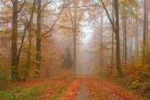 Herbstwald