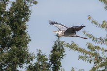 Graureiher im Flug