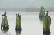 Dunst über dem Wasser