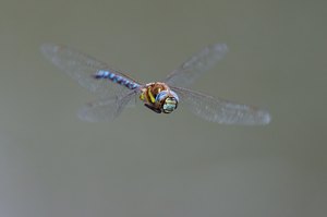 Herbstmosaikjungfer