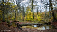 Zur Goldenen Schleife