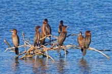 Ein Meeting