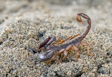 Alpenskorpion - Alpiscorpius germanus