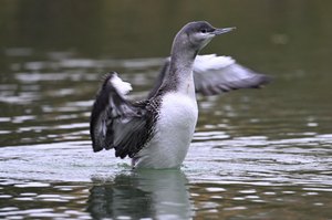 Sterntaucher in voller Größe