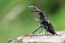 Hirschkäfermännchen kurz vor dem Abflug