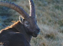 Steinbock