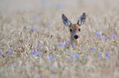 Ein Bett (äh, Reh) im Kornfeld...