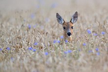 Ein Bett (äh, Reh) im Kornfeld...