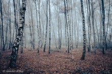 Industriewald im Nebel