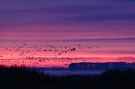 ganz früh morgens am Bodden