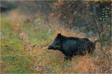 Sau im Herbstwald