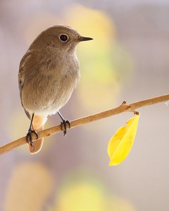 Hausrotschwanzweibchen