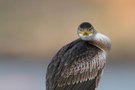 Verurteilender Blick (Kormoran)