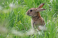 Wildkaninchen