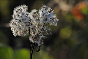 Aus Gold wird Silber