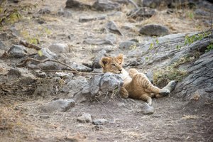 Lounge Position